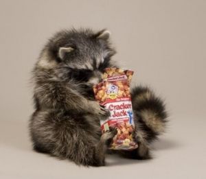 Cheap Chip אביזרי נוי וגאדג׳טים Cracker Jacks Raccoon Taxidermy Animal Statue Home or Office Gift